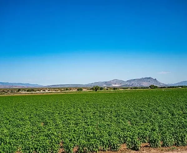 A field full of chile plants in the Rio Grande Valley of New Mexico