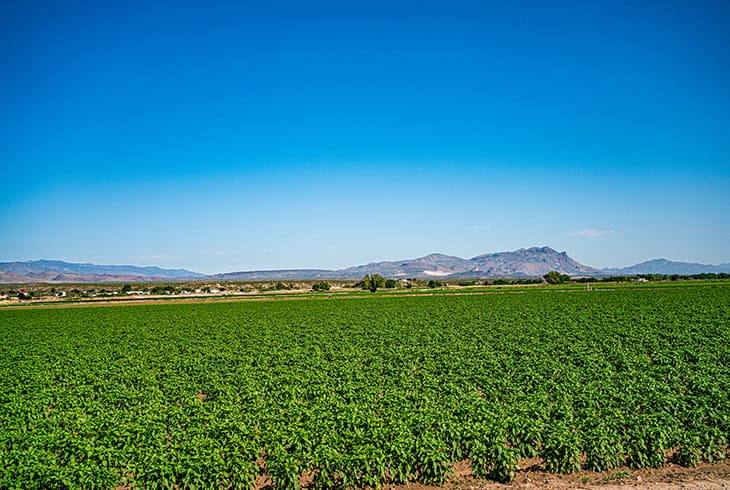 Scenery from a San Antonio, New Mexico chile farm