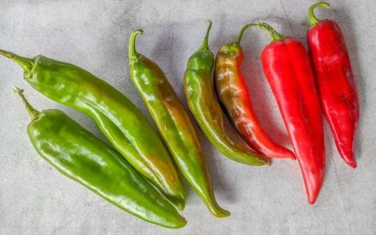 Many different varieties of New Mexico chile, including Big Jim, Miss Junie, and Lumbre