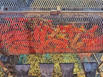 Roasting Hatch red chile