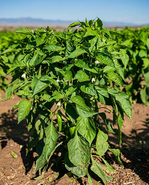 A New Mexico green chile plant with lots of flowers