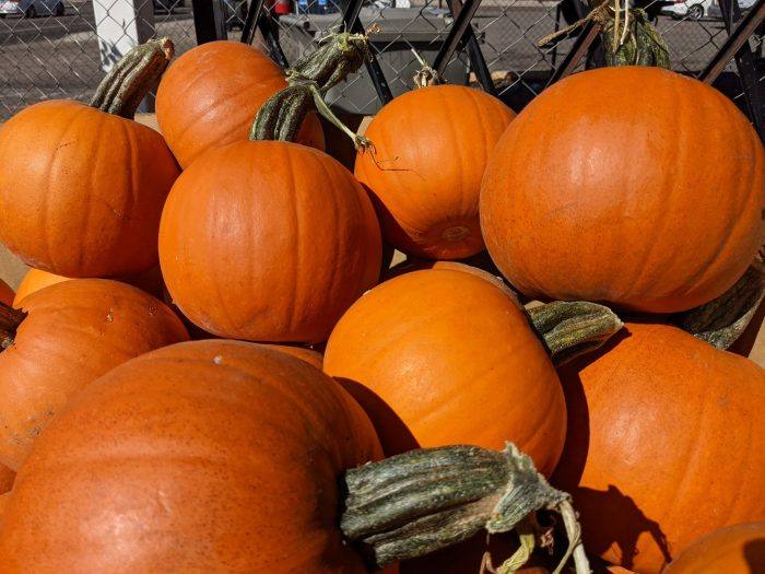 Local pie pumpkins in Albuquerque