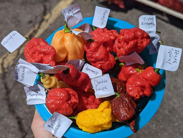 various super hot chile peppers including carolina reapers and 7 pot