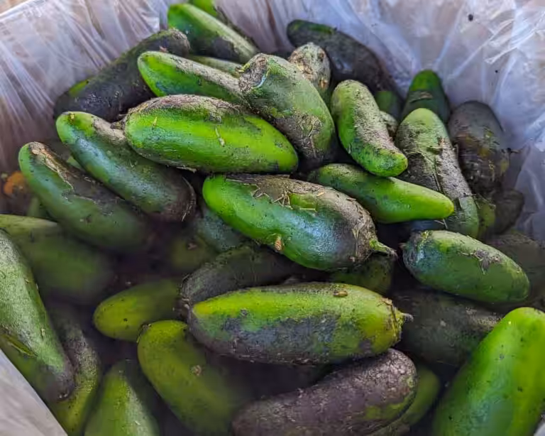 roasted jalapenos from Hatch, New Mexico
