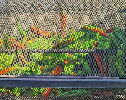 Hatch chile roasting in a chile roaster