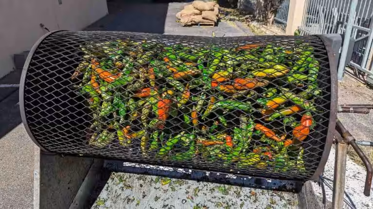 A chile roasted filled with Hatch chile pintado, or red and green chile roasting in Albuquerque, New Mexico