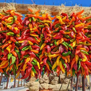 two foot multicolored chile ristras coming off a truck from Hatch, NM at Farmers Chile Market in Albuquerque