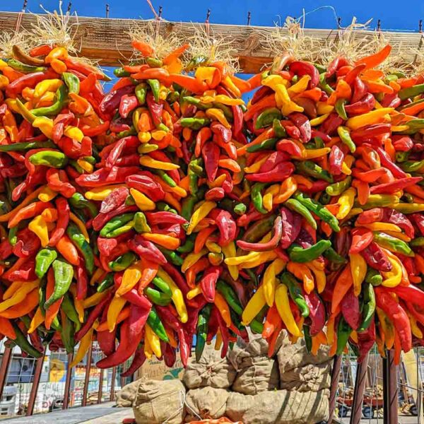 two foot multicolored chile ristras coming off a truck from Hatch, NM at Farmers Chile Market in Albuquerque