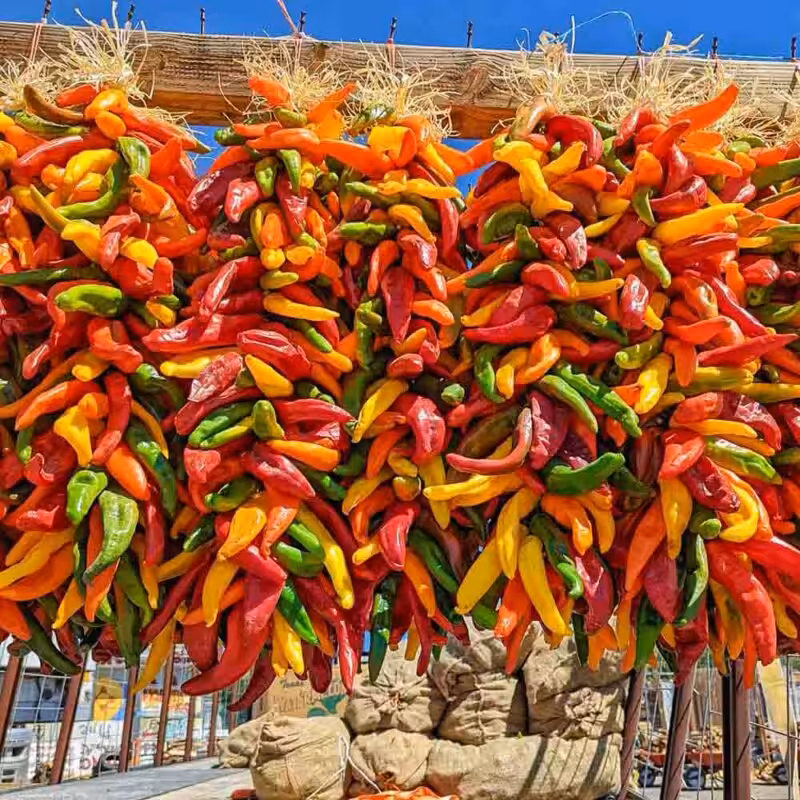 2 ft multicolor Hatch chile ristras two foot multicolored chile ristras coming off a truck from Hatch, NM at Farmers Chile Market in Albuquerque