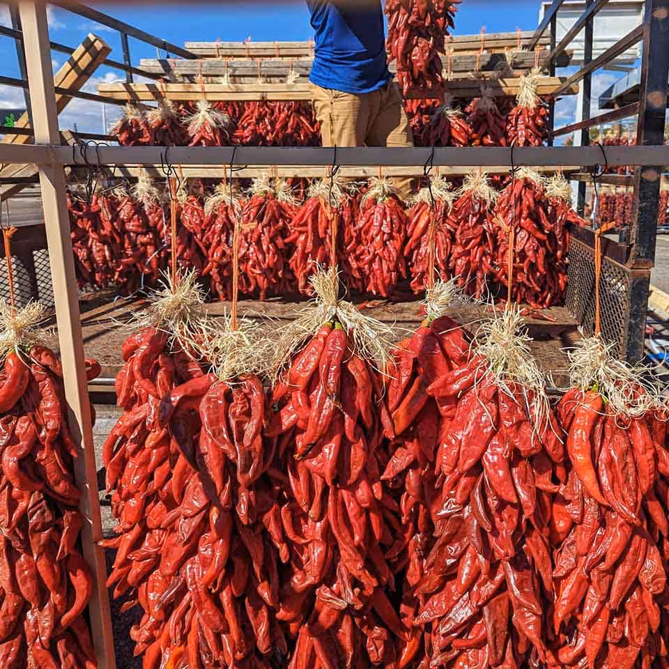 1 and 2 foot chile ristas coming off a truck from Hatch, New Mexico at Farmers Chile Market in ABQ