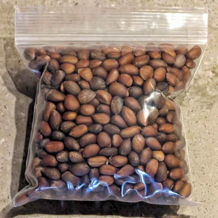 New Mexico Piñon Nuts Farmers Chile Market